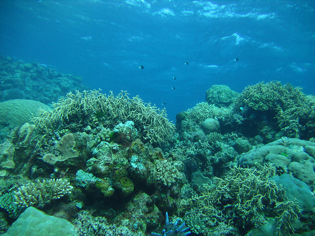 Great Barrier Reef bleaching is just one symptom of ecosystem collapse ...