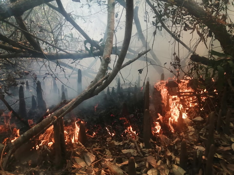 mangrove forest being burned